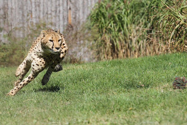 agile cheetah